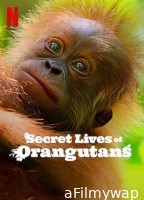 Secret Lives of Orangutans (2024) ORG Hindi Dubbed Movie